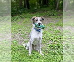 Small #7 Australian Shepherd Mix