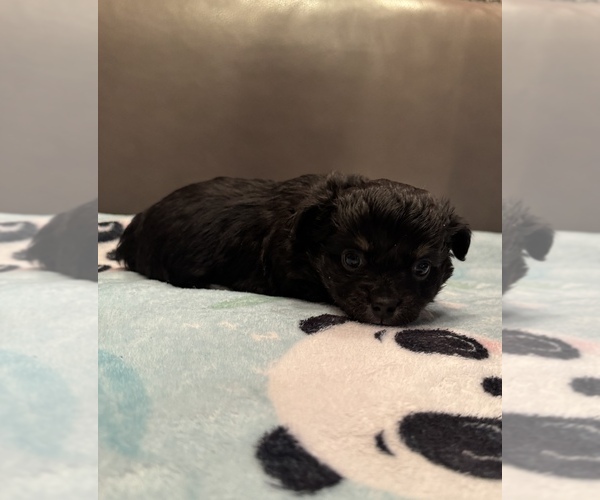 Medium Photo #3 Chihuahua Puppy For Sale in TWINING, MI, USA