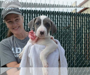 Mutt Dogs for adoption in McKinney, TX, USA