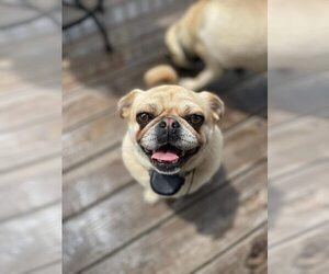 Pug Dogs for adoption in Indianapolis, IN, USA