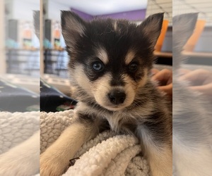 Pomsky Puppy for sale in FARMVILLE, VA, USA