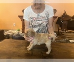 Small Photo #5 Miniature Labradoodle Puppy For Sale in MARICOPA, AZ, USA