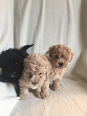 Maltipoo Puppy for sale in JEFFERSONVILLE, IN, USA