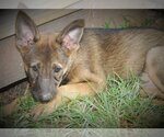 Small #10 German Shepherd Dog Mix