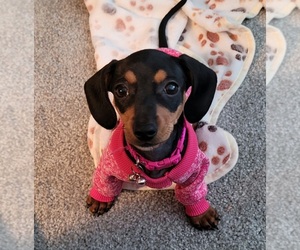 Dachshund Dogs for adoption in DALLAS, GA, USA