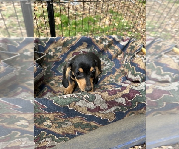 Medium Photo #1 Dachshund Puppy For Sale in LOUISA, VA, USA