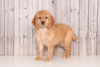 Goldendoodle Puppy for sale in MOUNT VERNON, OH, USA