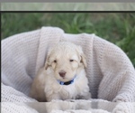 Small #11 Goldendoodle