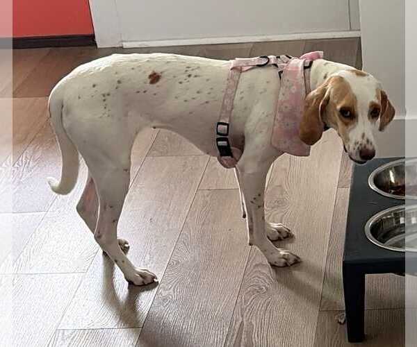 Medium Photo #5 American Foxhound-Beagle Mix Puppy For Sale in Dunnellon, FL, USA