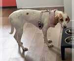 Small #4 American Foxhound-Beagle Mix