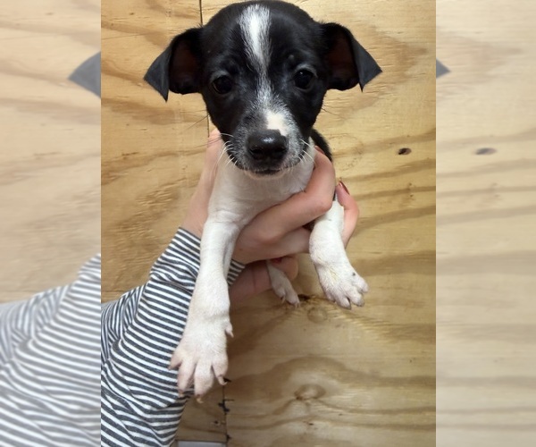 Medium Photo #2 Rat Terrier Puppy For Sale in WHITAKERS, NC, USA