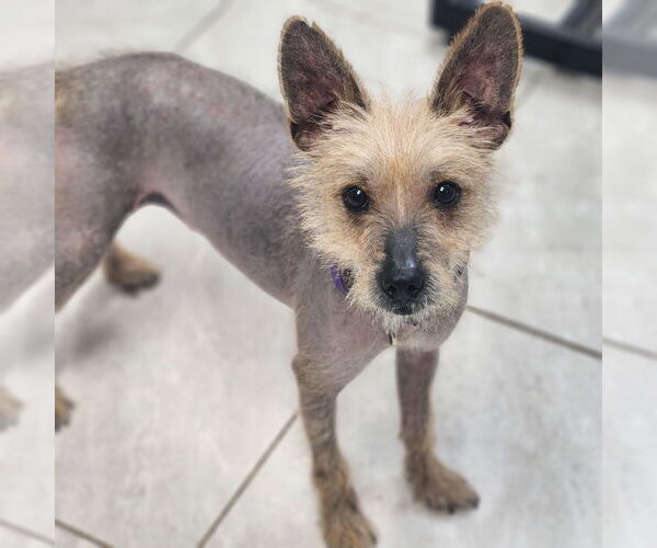 Medium Photo #1 Chihuahua Puppy For Sale in Walnutport, PA, USA