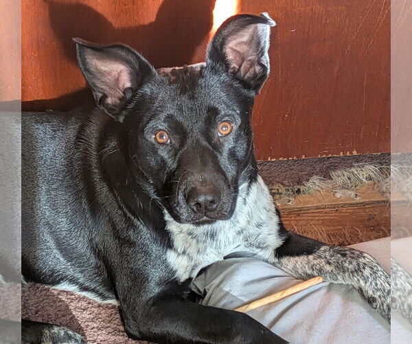 Medium Photo #6 Mutt Puppy For Sale in Mount Laurel, NJ, USA