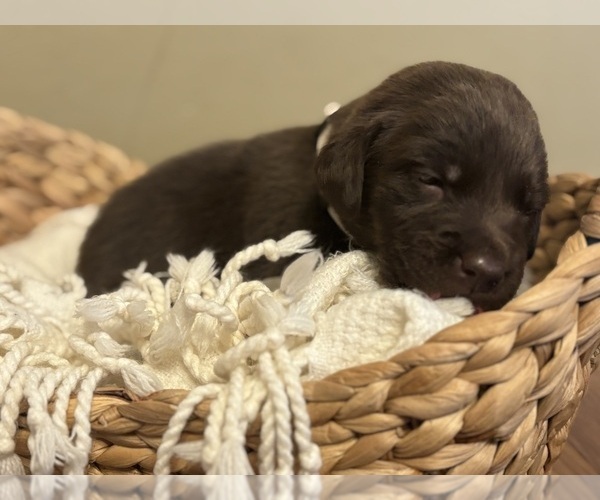 Medium Photo #19 Labrador Retriever Puppy For Sale in INDIANAPOLIS, IN, USA
