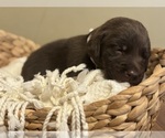 Small #18 Labrador Retriever