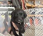 Small #5 Labradoodle