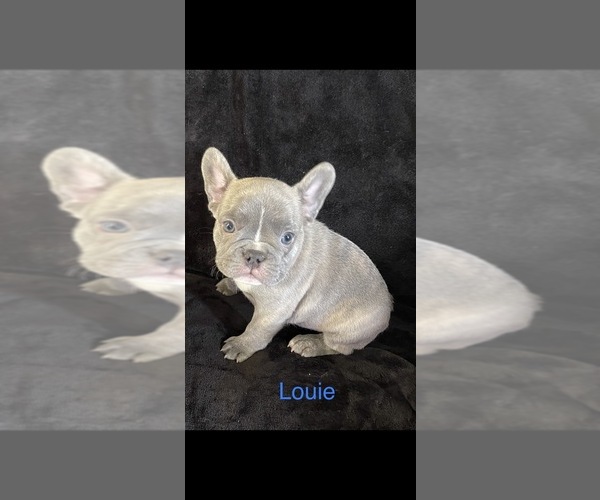 Medium Photo #1 French Bulldog Puppy For Sale in LARAMIE, WY, USA