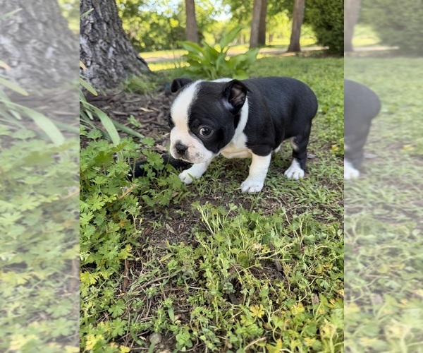 Medium Photo #5 Boston Terrier Puppy For Sale in FREDONIA, KS, USA
