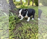 Small #4 Boston Terrier