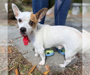 Chihuahua-Unknown Mix Dogs for adoption in Warrenton, VA, USA