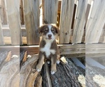 Small Photo #2 Miniature Australian Shepherd Puppy For Sale in NOBLE, MO, USA