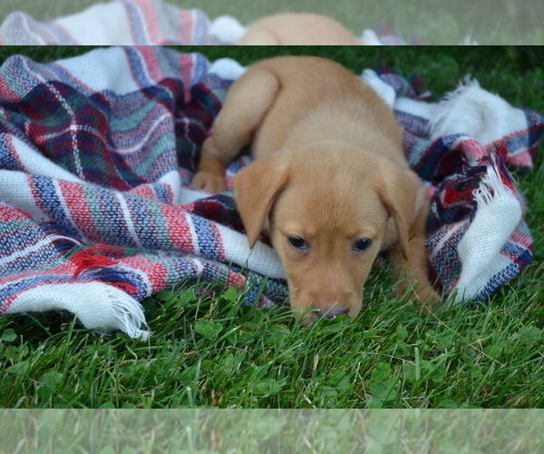 Medium Photo #3 Labrador Retriever Puppy For Sale in GREENWOOD, WI, USA