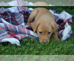 Small #2 Labrador Retriever
