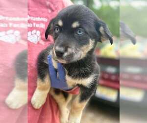 Siberian Husky-Unknown Mix Dogs for adoption in New York, NY, USA