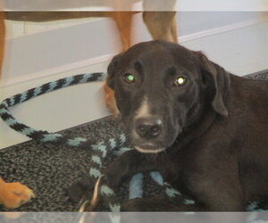 Labrador Retriever Dogs for adoption in Ocala, FL, USA