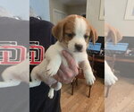 Small #4 Beagle Mix
