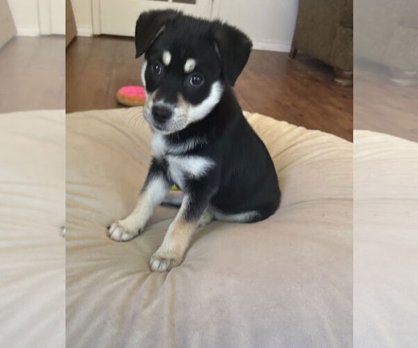 Medium Photo #4 Beauceron-Huskies  Mix Puppy For Sale in Lillian, TX, USA