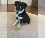 Small #3 Beauceron-Huskies  Mix