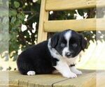 Small #2 Aussie-Poo