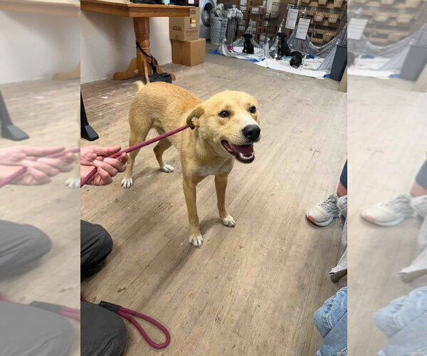 Medium Photo #4 Carolina Dog-Unknown Mix Puppy For Sale in Calgary, Alberta, Canada