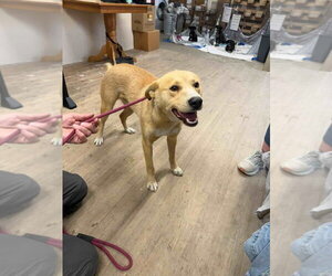Muffin Man - Male Carolina Dog-Unknown Mix Dog for Adoption - Photo #4