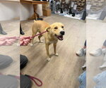 Small Photo #4 Carolina Dog-Unknown Mix Puppy For Sale in Calgary, Alberta, Canada