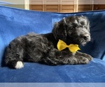 Small Photo #14 Golden Mountain Doodle  Puppy For Sale in AUBURNDALE, FL, USA