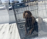 Small Photo #1 German Shorthaired Pointer Puppy For Sale in BELL GARDENS, CA, USA