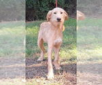 Small #3 Labradoodle