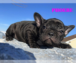 Small Photo #9 French Bulldog Puppy For Sale in CLARKSTON, UT, USA