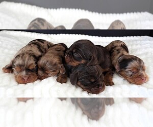 Cavalier King Charles Spaniel Litter for sale in CARLISLE, KY, USA