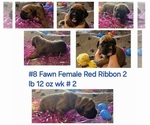 Small Photo #2 Boxer Puppy For Sale in LINN GROVE, IN, USA