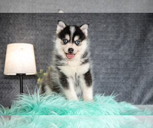 Medium Pomsky