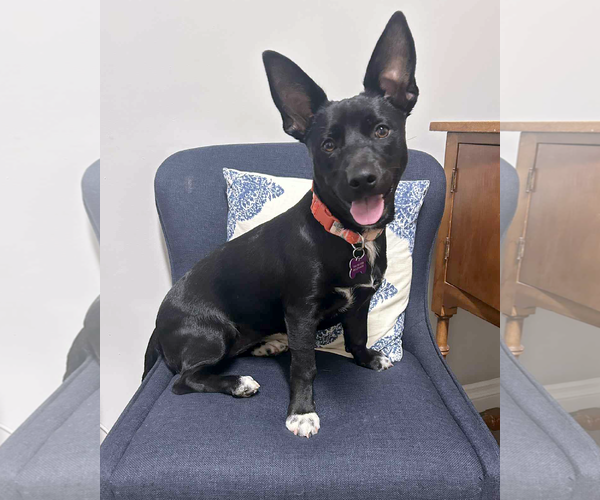 Medium Photo #2 Minnie Jack Puppy For Sale in Corona, CA, USA