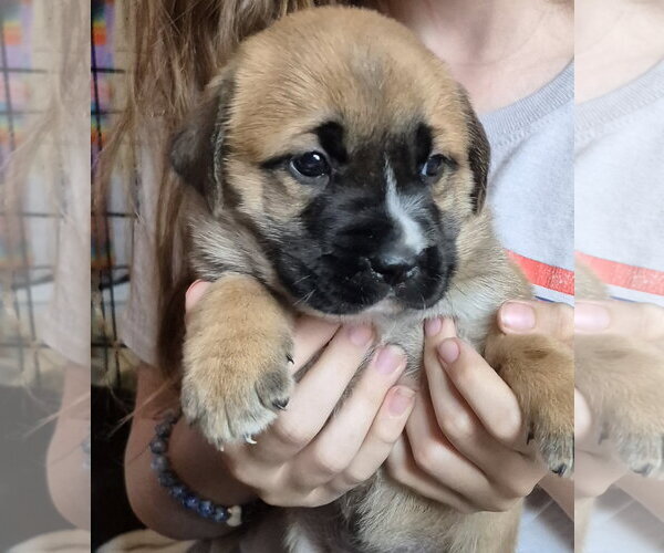 Medium Photo #2 Labrador Retriever-Unknown Mix Puppy For Sale in The Woodlands, TX, USA