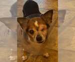Small Chihuahua Mix
