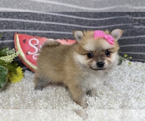 Pomeranian Puppy for sale in CHARLOTTE, NC, USA