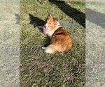 Small Photo #1 Shetland Sheepdog Puppy For Sale in KINGSPORT, TN, USA