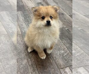 Pomeranian Puppy for Sale in INDIANAPOLIS, Indiana USA