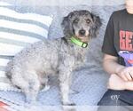 Small #3 Poodle (Miniature)